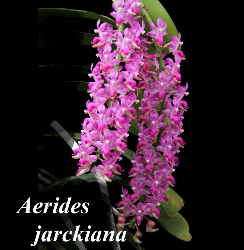 Aerides (Aerides leeana) jarckiana 2-3 spikes — vandaceous