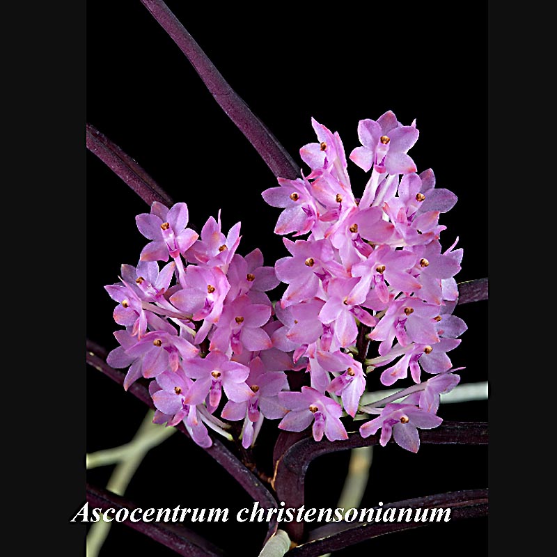 Ascocentrum christensonianum in bloom — vandaceous