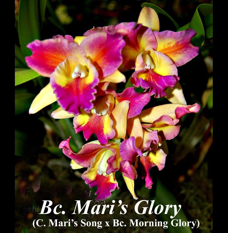 Bc. Mari’s Glory 4" pot — angraecum