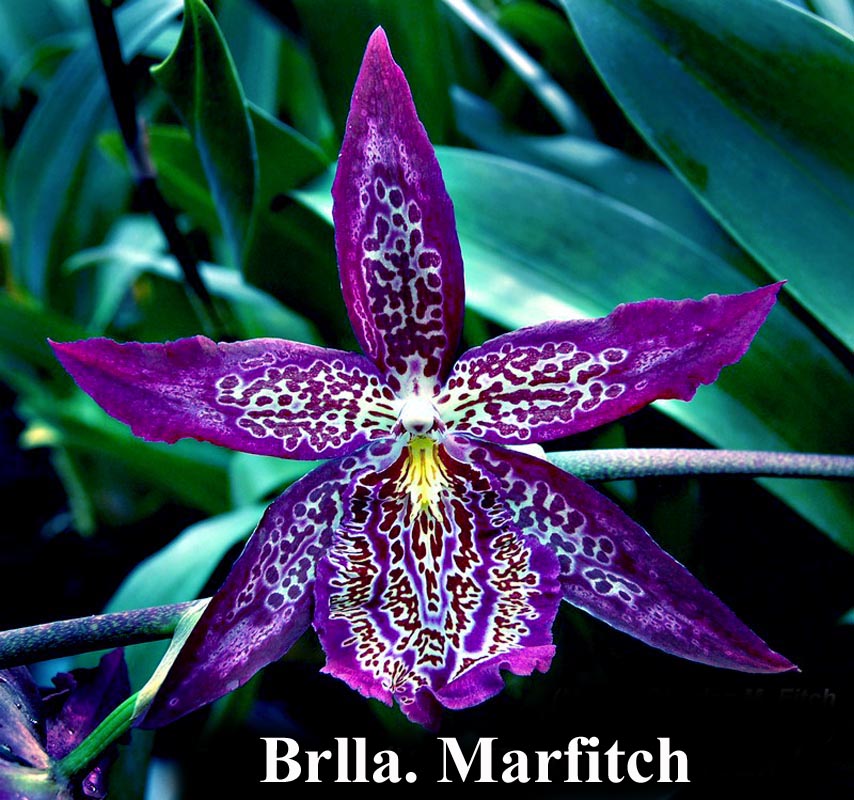 Mtssa. Marfitch 'Howards Dream" 4" pot prev bloom — oncidium & intergenerics