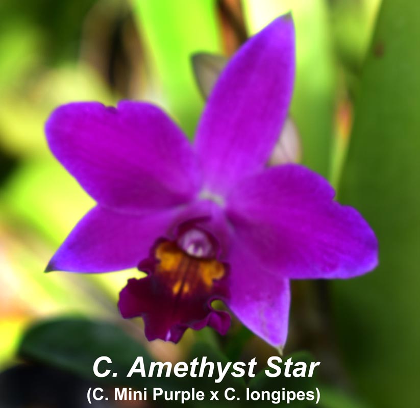 Lc. Amethyst Star 4" pot — cattleya 4" pots or baskets