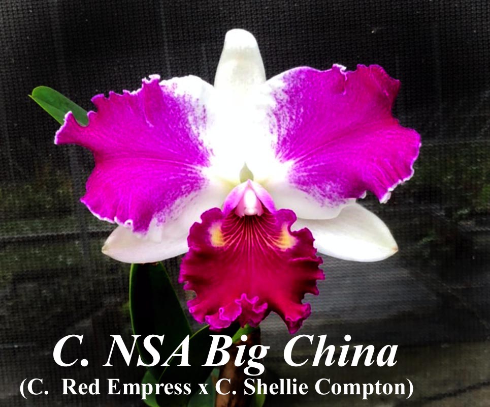 C. NSA Big China 6" in sheath — cattleya 5-6" & larger