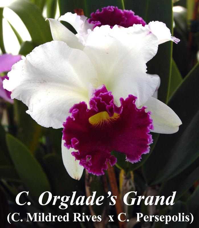 C. Orglade's Grand 5-6" sheath — cattleya 5-6" & larger