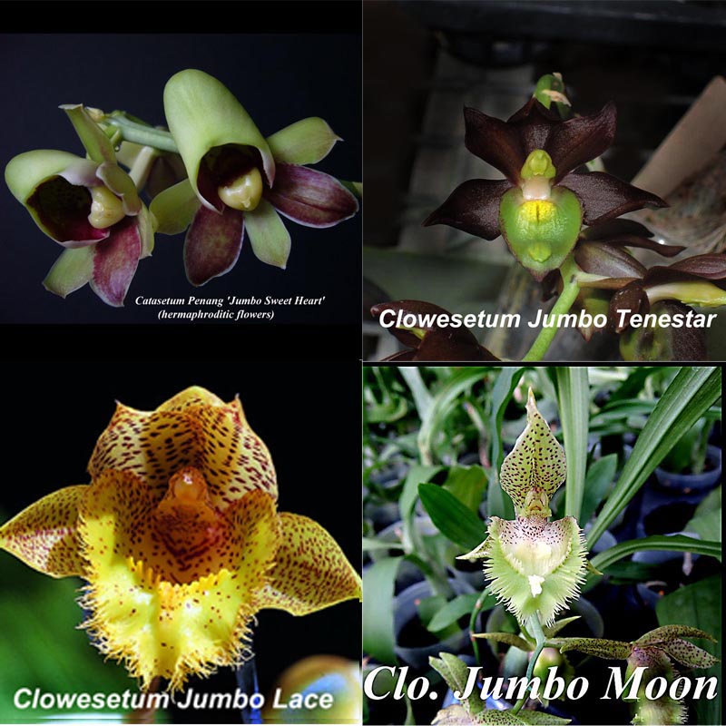 4-New catasetum for $100--your choice — catasetum
