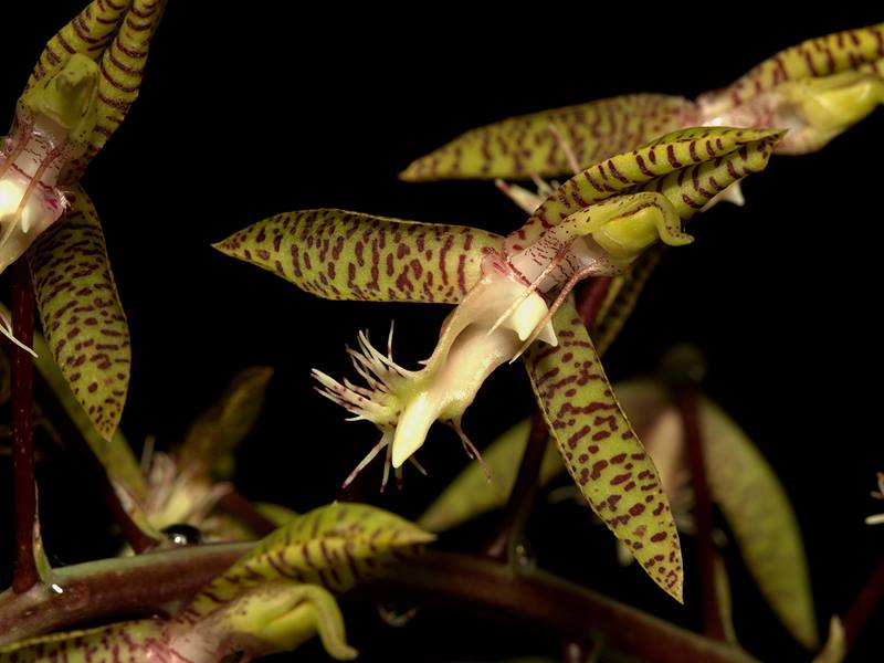 Cstm. gladiatorum — catasetum