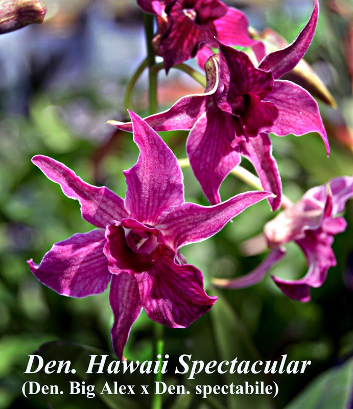 Den. Hawaii Spectacular - in bloom — dendrobium laturia & formosum