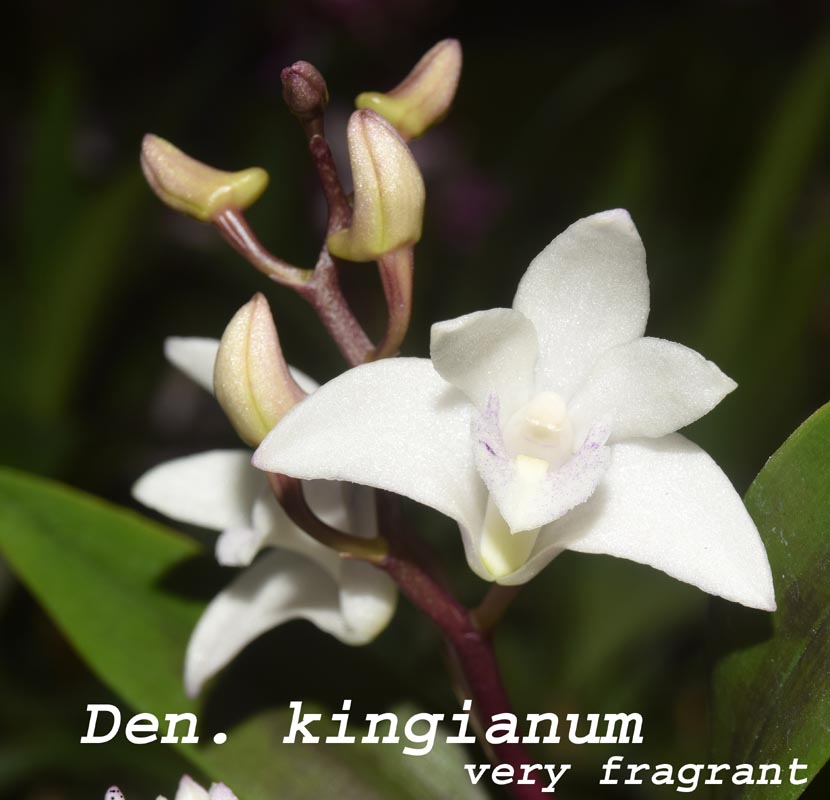 Den. kingianum_white fragrant - 4"-pot prev bloom — dendrobium species
