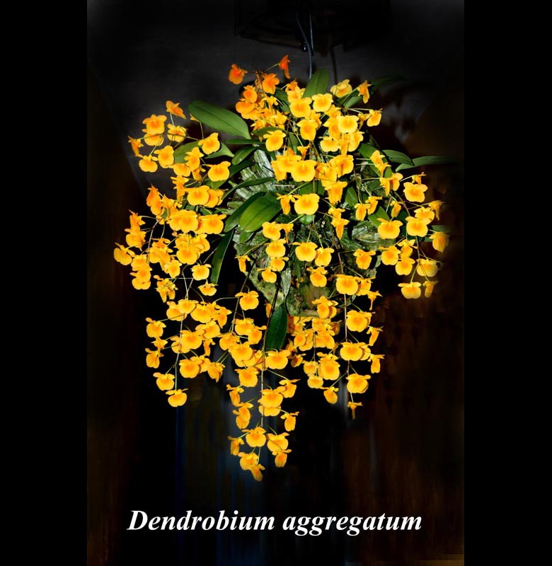 Den. aggregatum pot basket or mounted in bloom multiple spikes — dendrobium species