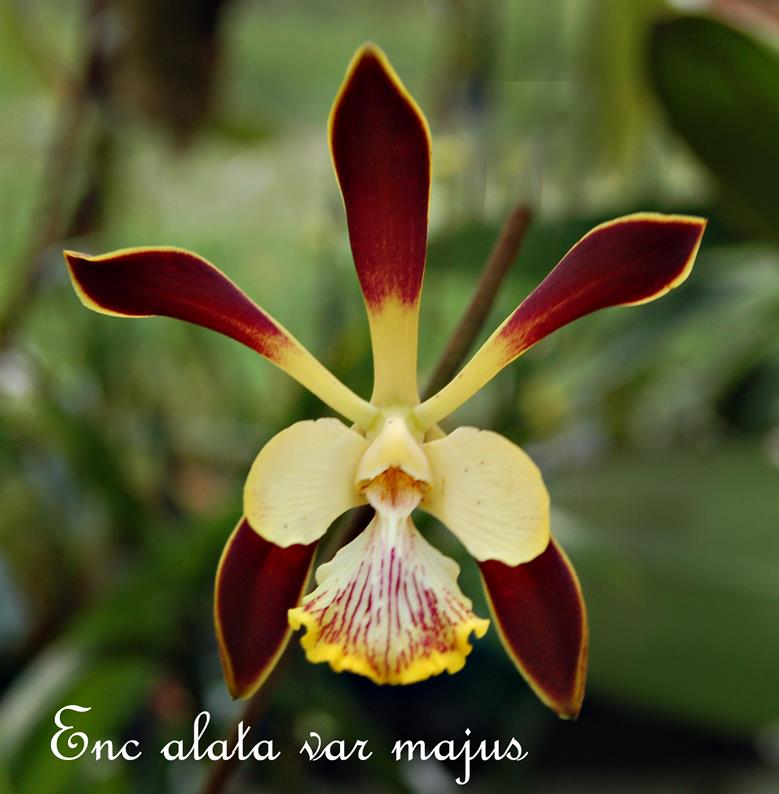 Enc. alata - magus 2"-pot — encyclia epidendrum