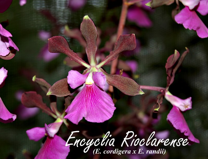 Encyclia Rioclarence 6-inch basket — encyclia epidendrum