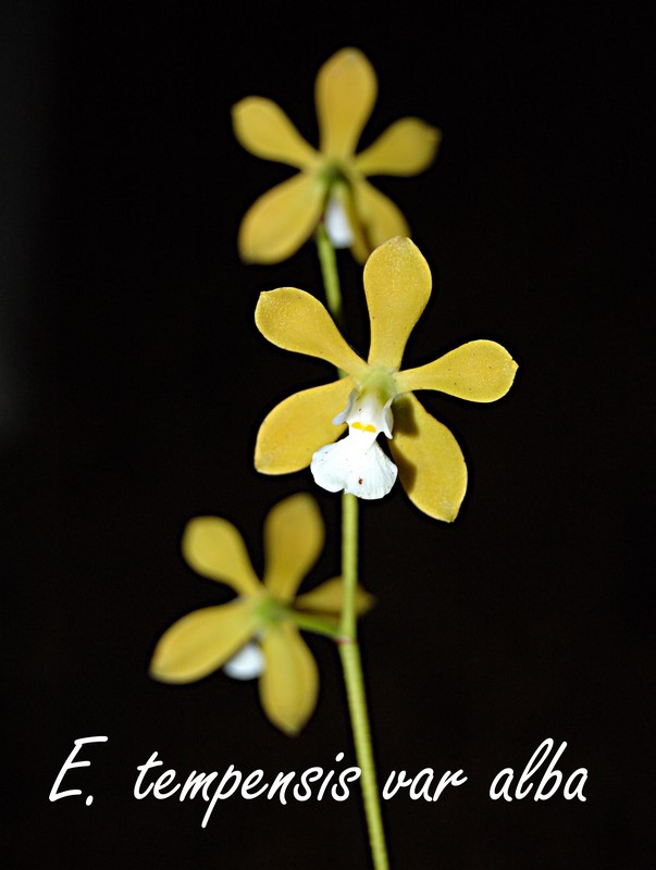 Enc. tempensis alba — encyclia epidendrum