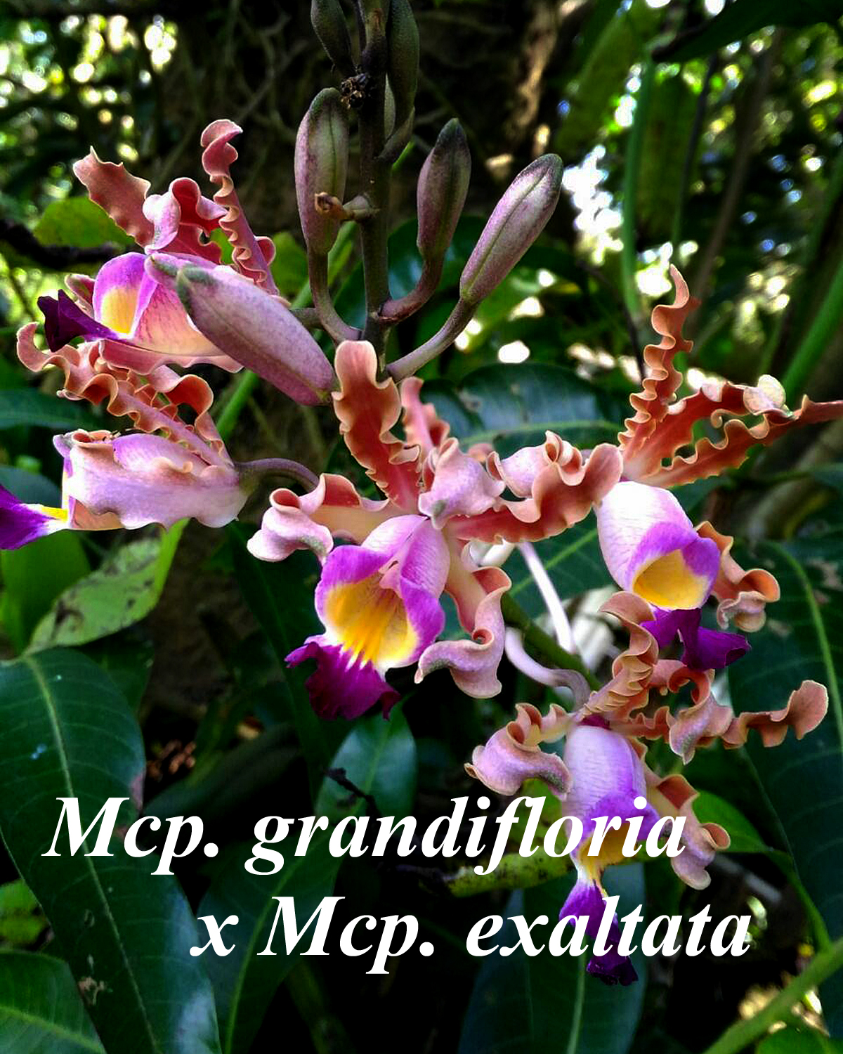 Mcp. grandifloria x exaltata 4 inch pot — myrmecophia