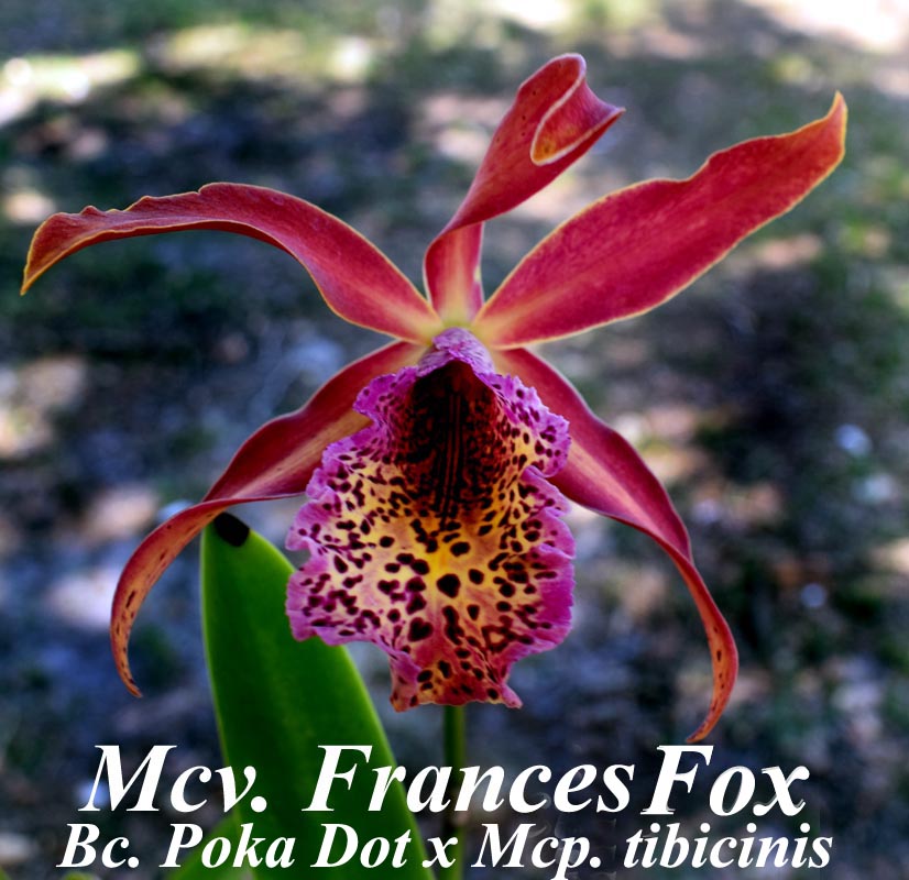 Mcv. Francis Fox 4" Pot 8-10 inches high — myrmecophia