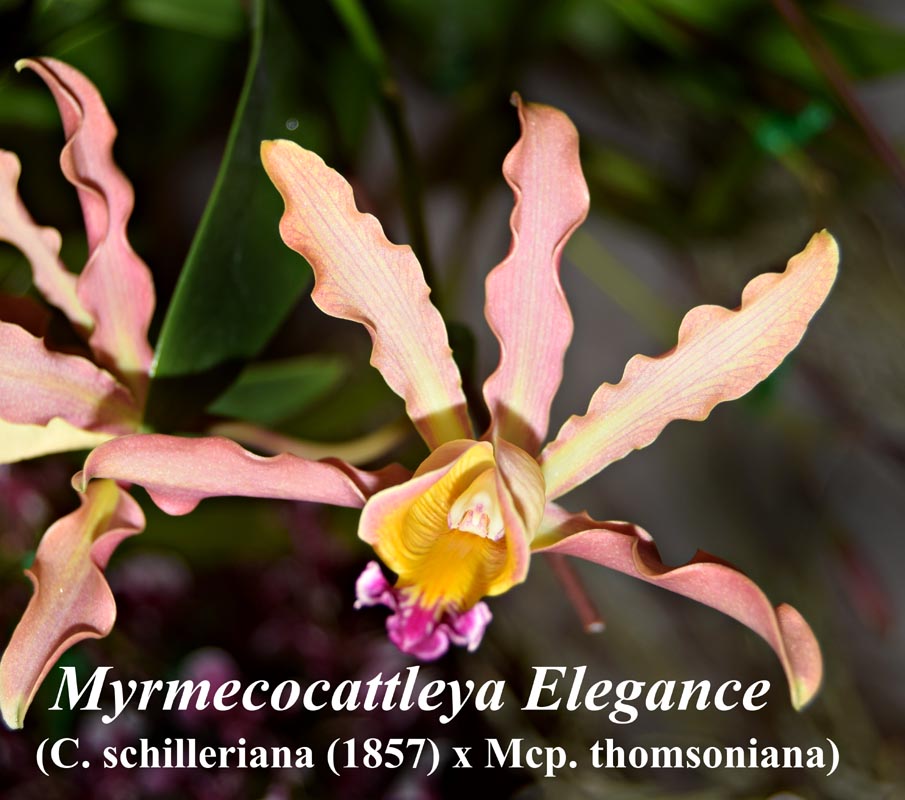 Myrmecocattleya Elegance -4 inch fragrant — myrmecophia