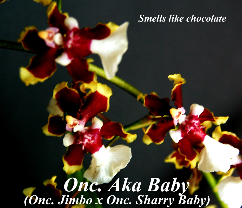 Onc. Aka Baby prev bloom — encyclia epidendrum
