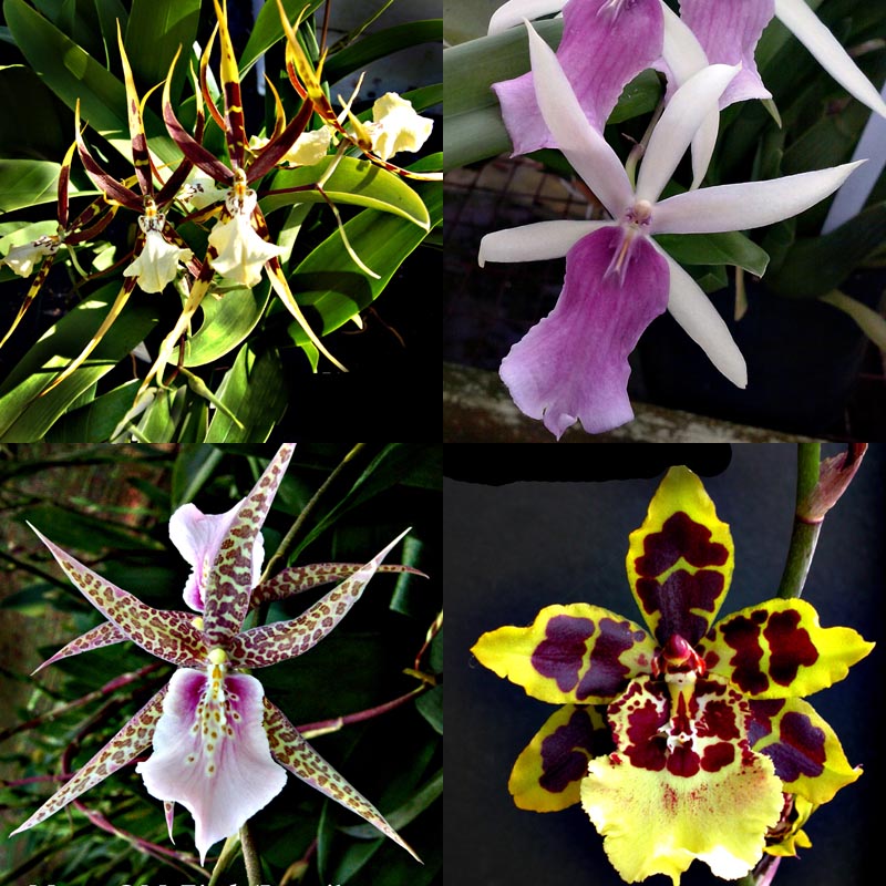 A SPECIAL ONCIDIUM 4" POTS OR BASKETS — oncidium & intergenerics