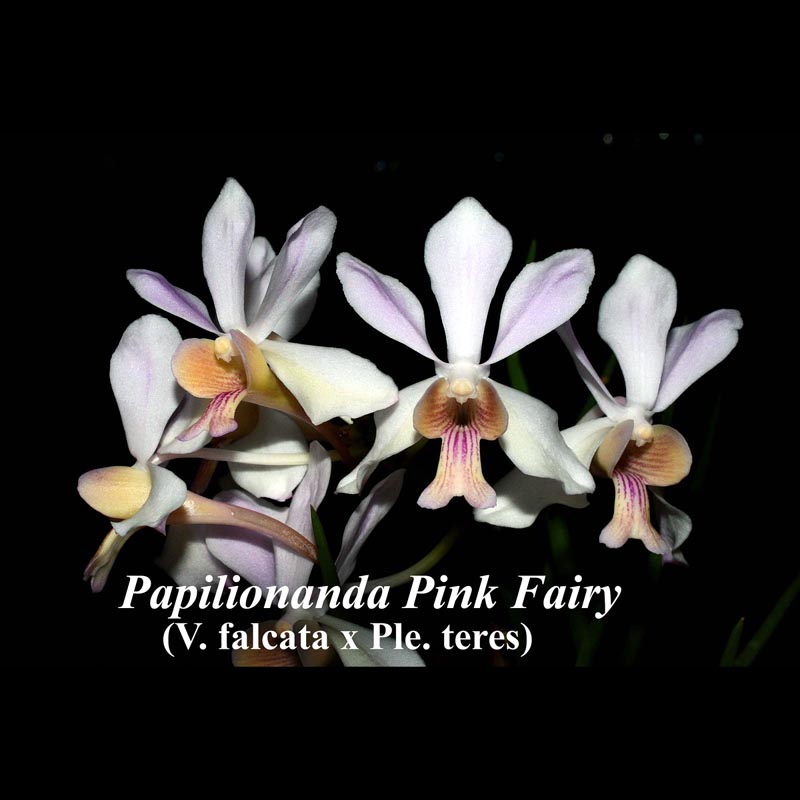 Papilionanda Pink Fairy — vandaceous