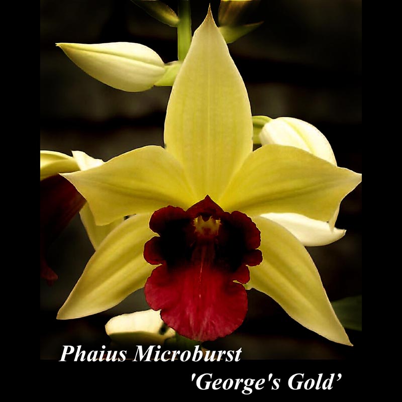 Gp. Micro Burst 'Georges Gold' 6" pot in bloom — catasetum