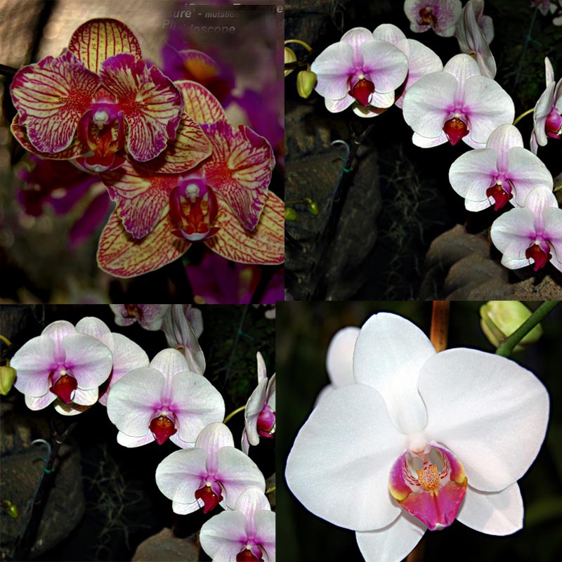 Phalaenopsis 4" Blooming — phalaenopsis