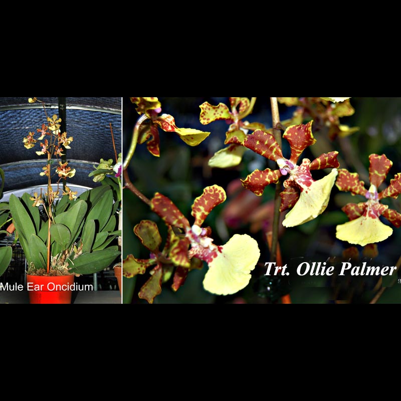 Trt. Ollie Palmer previous bloom 4-1/2-inch pot — bulbophyllum