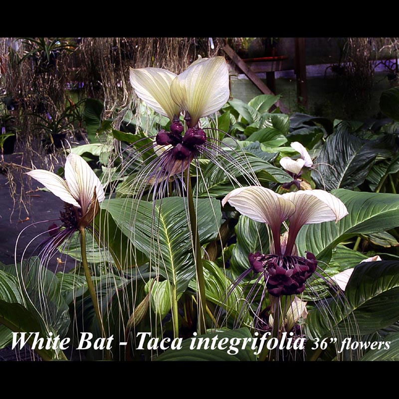 White Bat 15-20 inches wide Taca integrifolia — exotic tropical plants